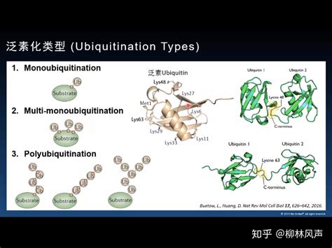 化聚意思|泛素化与多聚泛素化有什么区别？